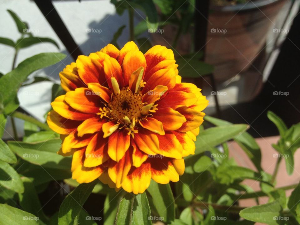 Zinnia persian carpet. A flower look like a tiger skin