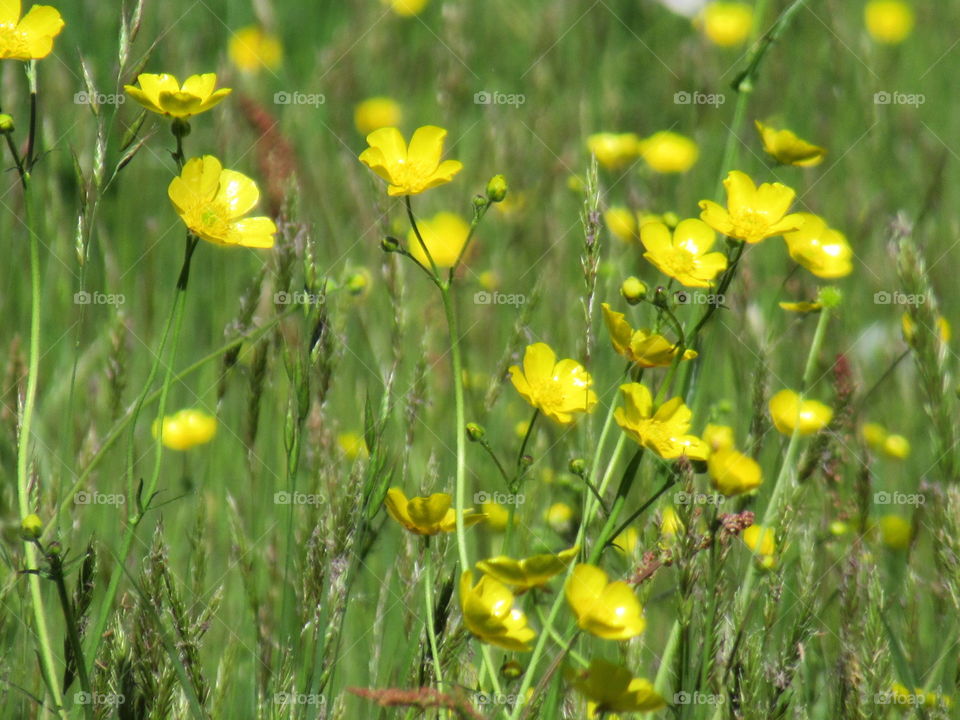 Buttercups