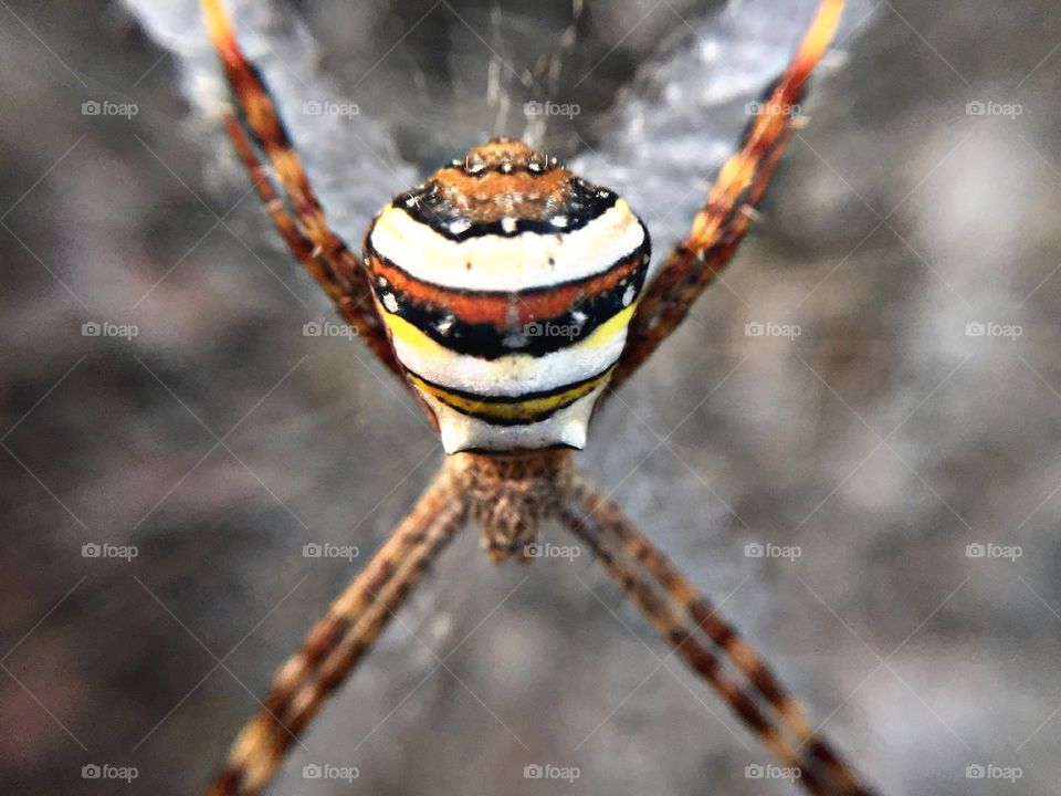 Spider on spiderweb 