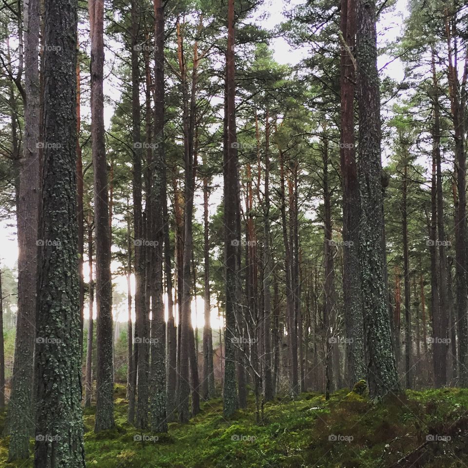 In the forest, balmaha, Loch Lomond!! 