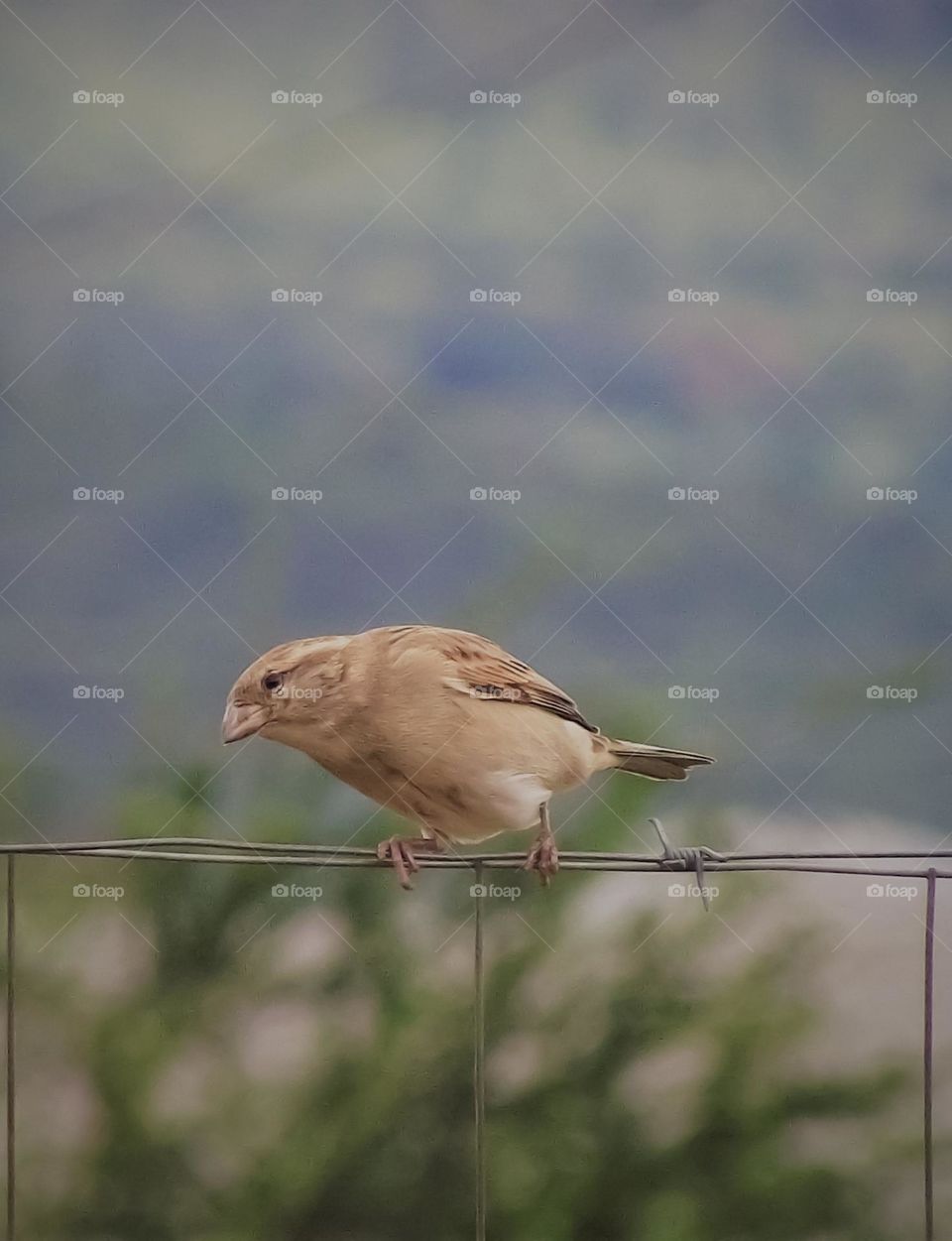 a bird standing on a wire