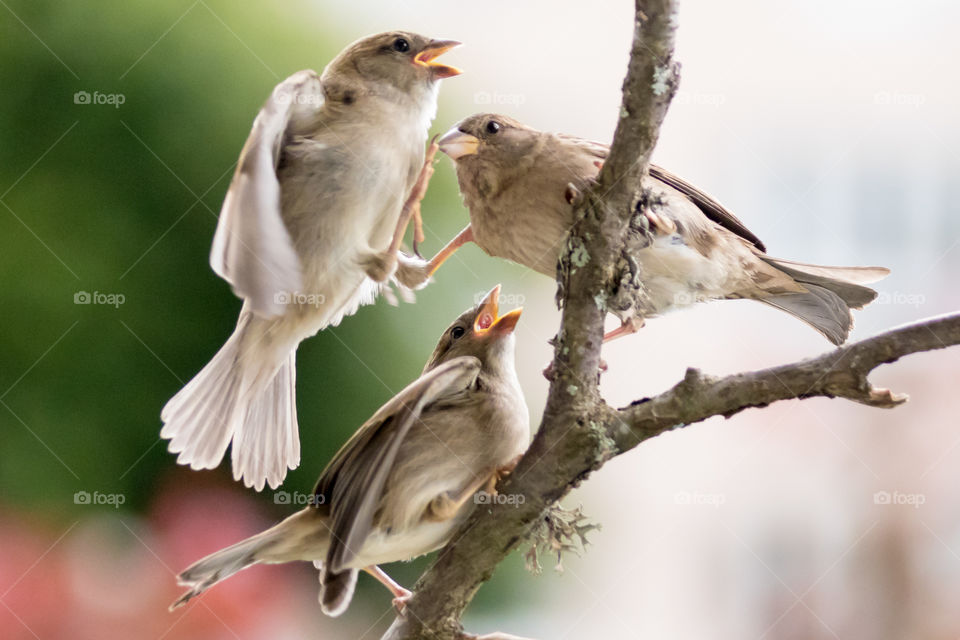 3 sparrow chicks fighting over the best spot to get food from their mother. the true pecking order