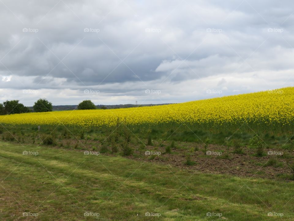 Field of flowers 