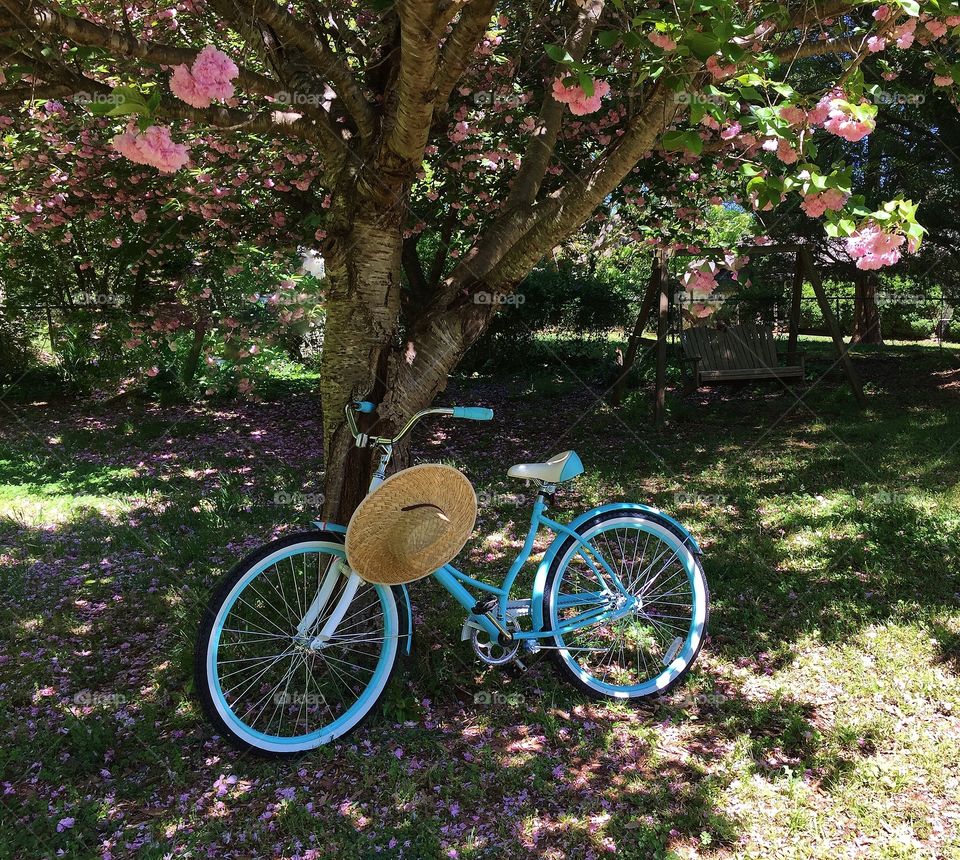 Bicycle under a cherry tree