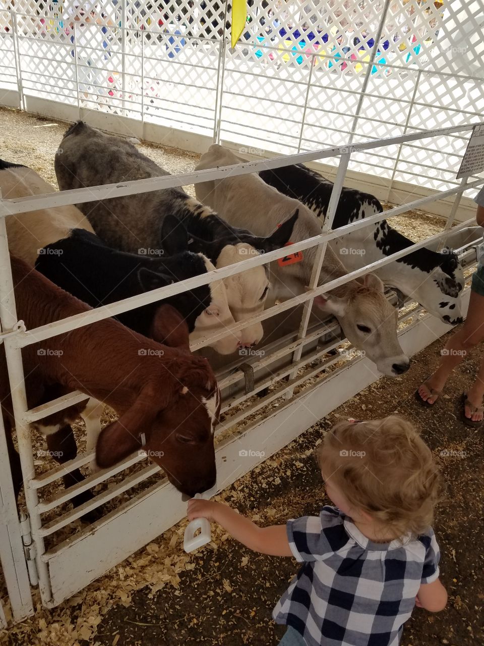 Feeding Calves