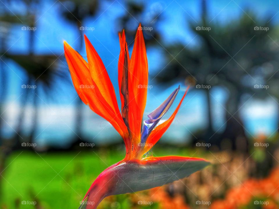 Stunning and Striking Bird of Paradise Botanical! Perfect Tropical Art and Marketing including Canvas, Metal and Wall Art!