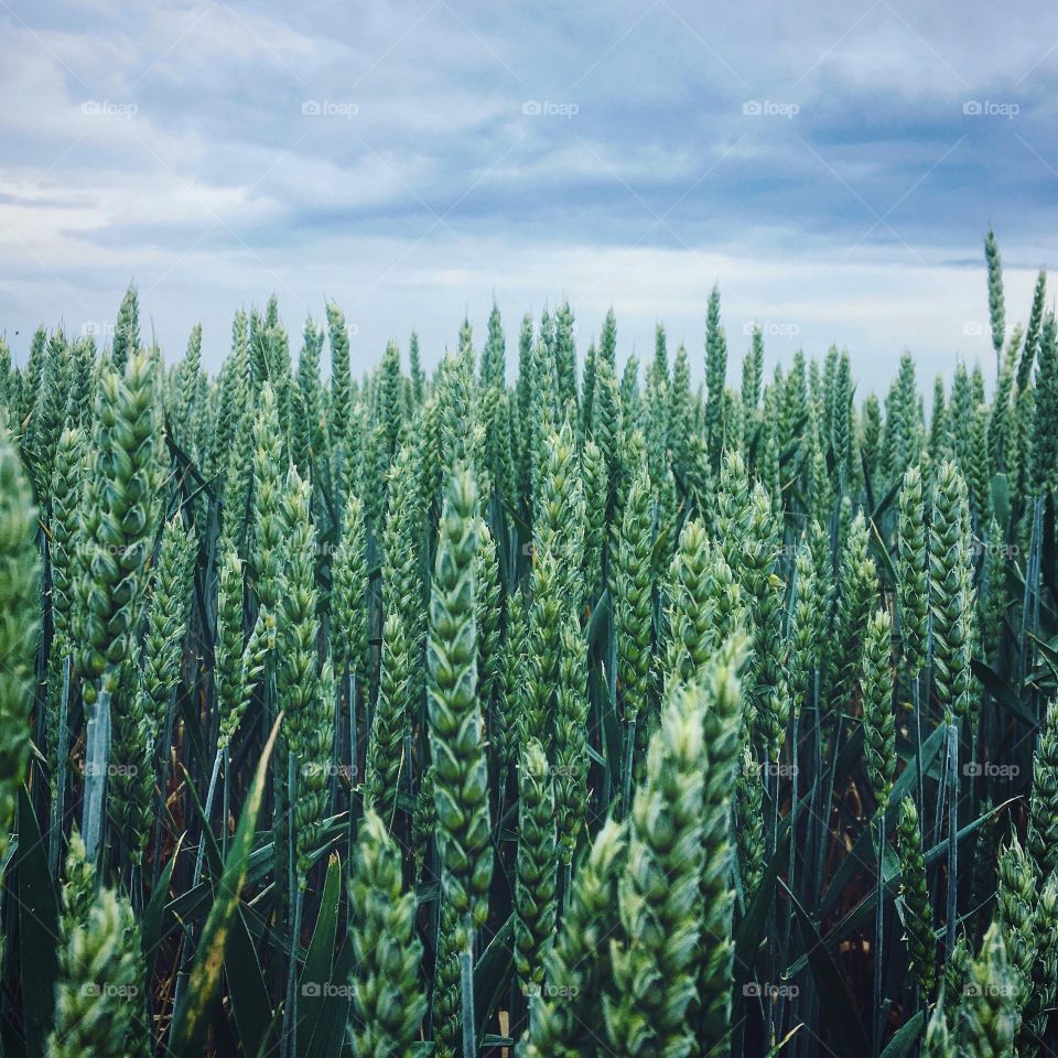 Young wheat 