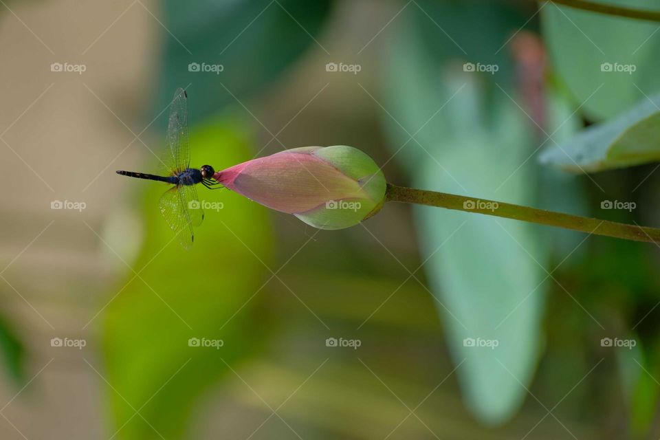 dragonfly in the flower