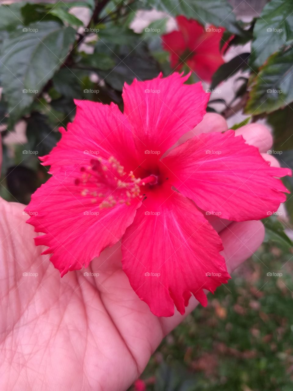 red Hibiscus