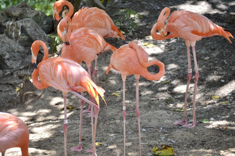 Several pink flamingos standing on sand at a zoo