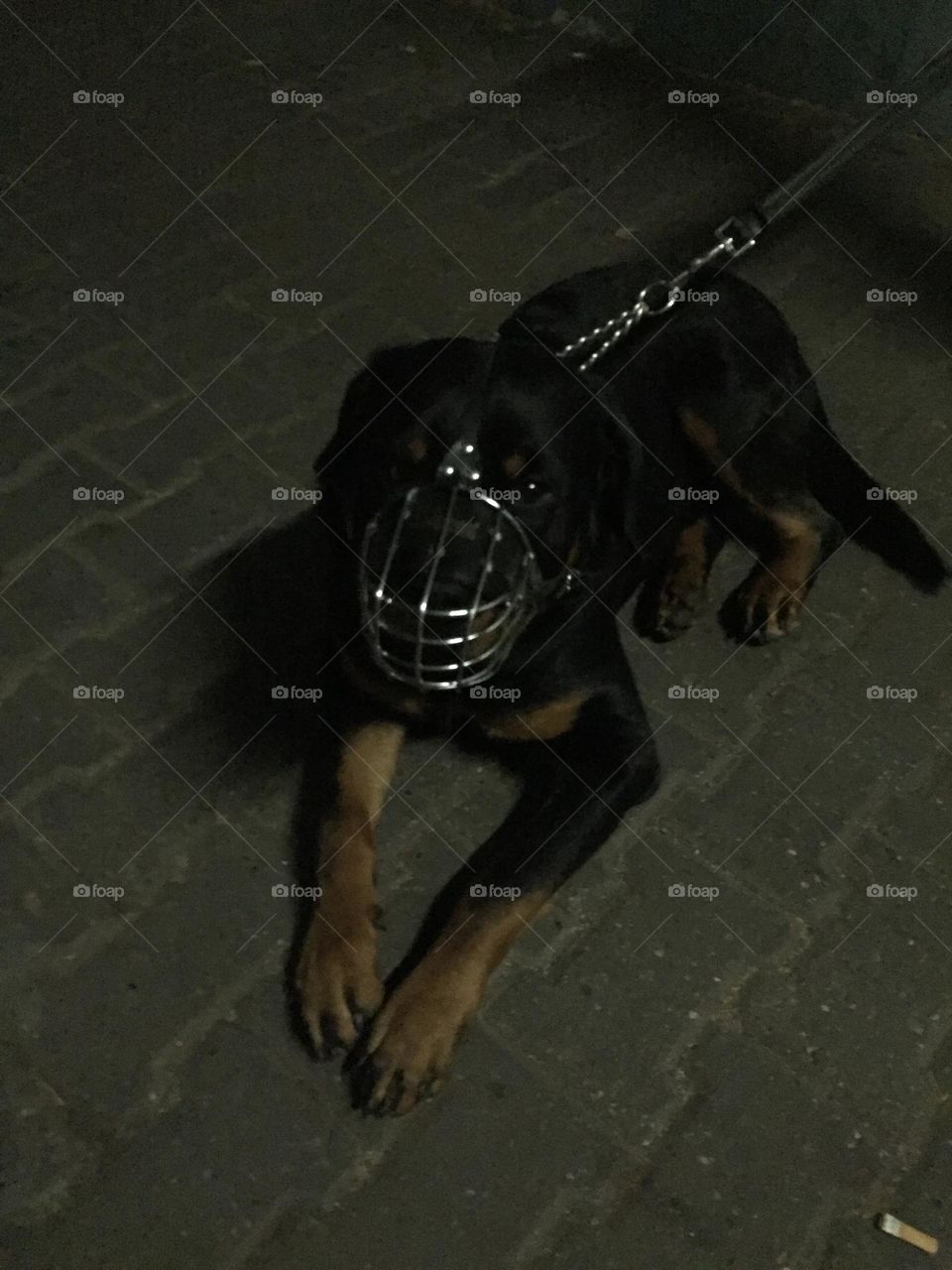 Rottweiler Welpen 