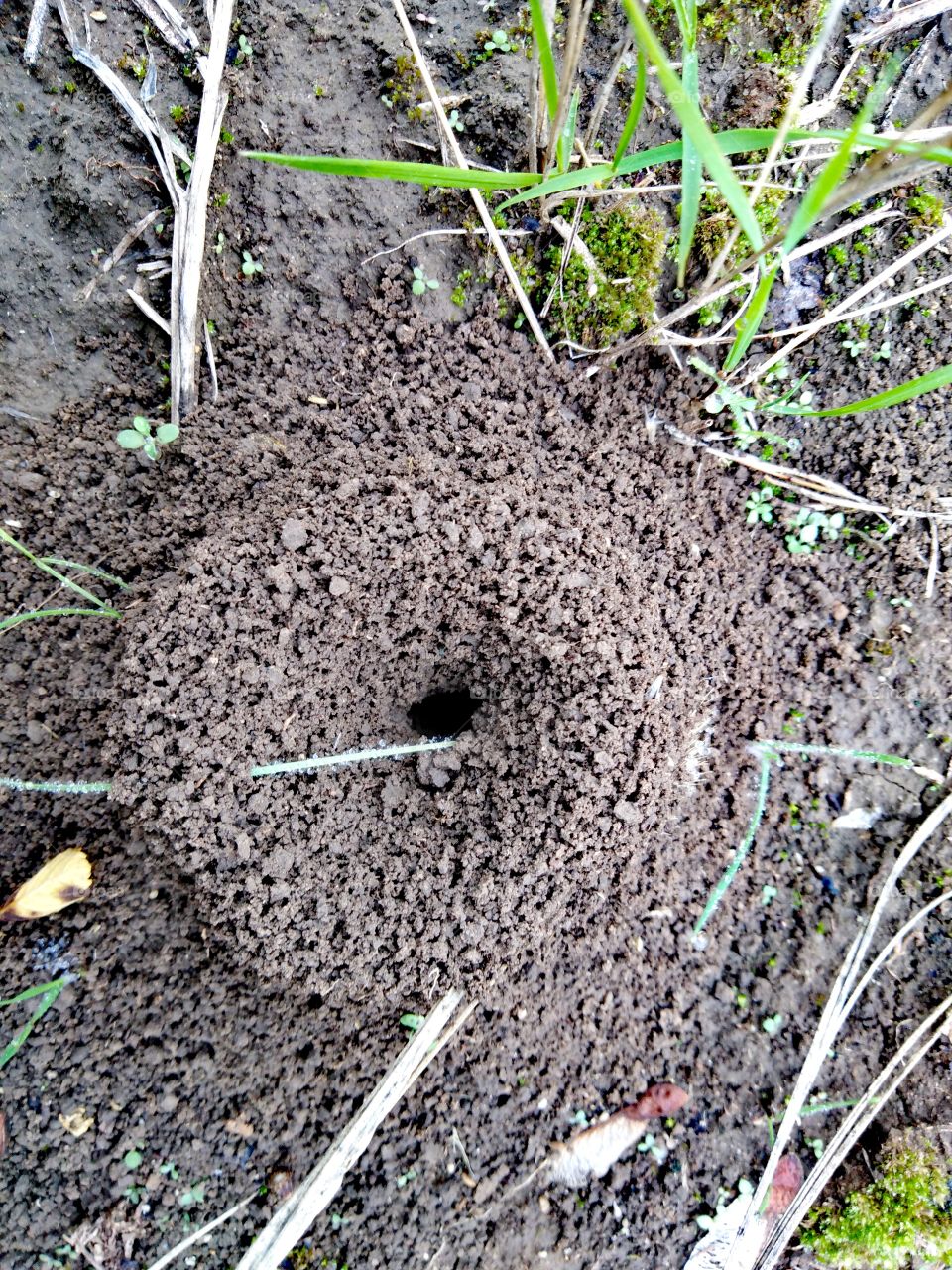 Cone anthill.