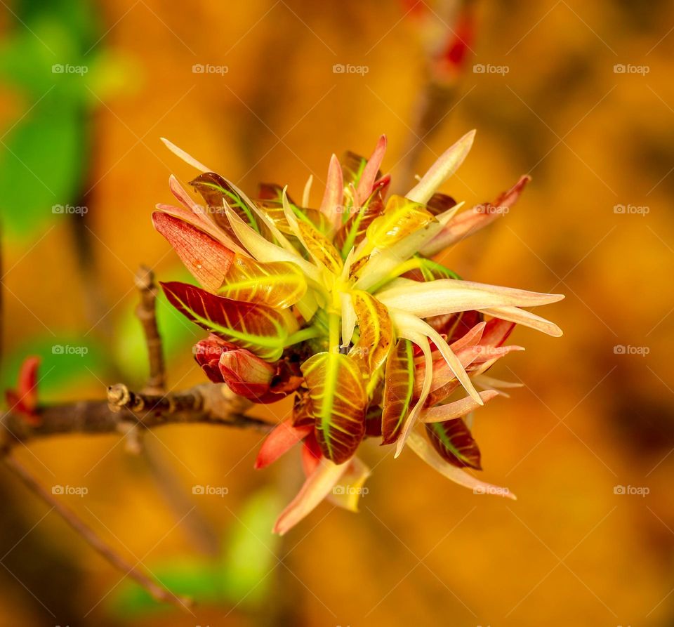Portrait of a wild flower