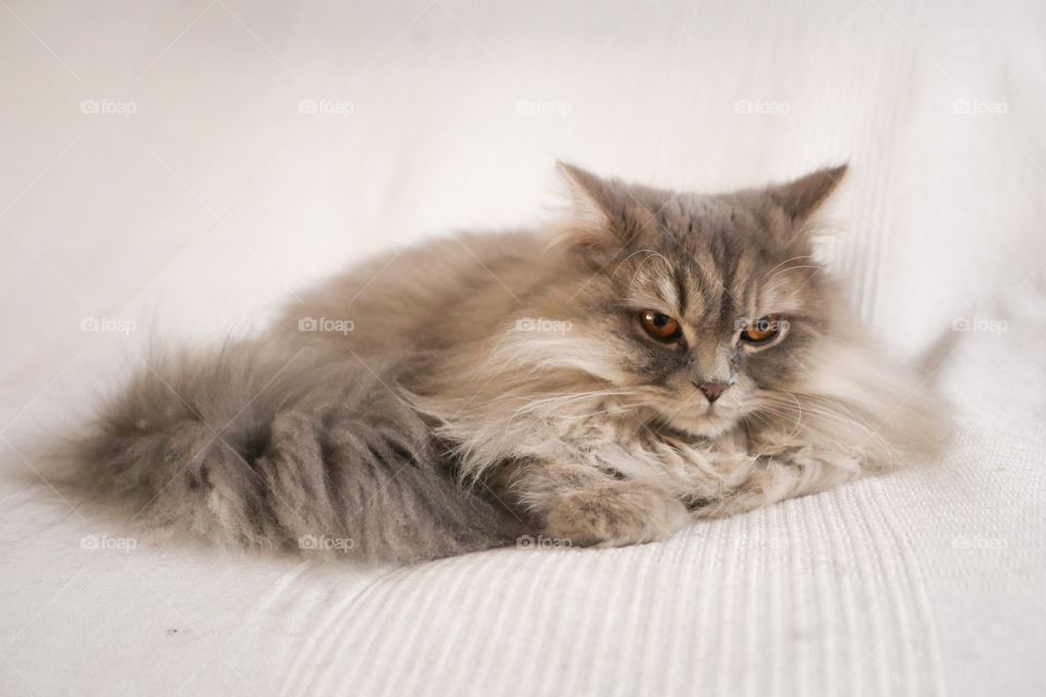 Persian cat sitting on bed