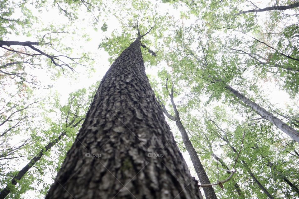 Tree from ground to top