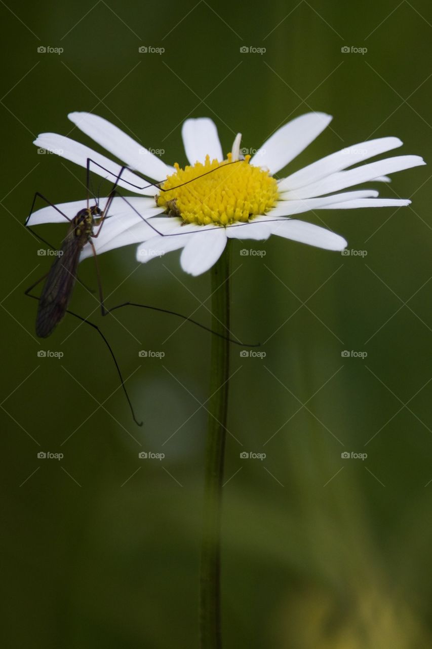 Gnat insect on flower