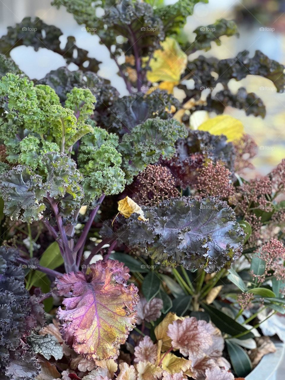 Kale and other plants in beautiful fall colors outdoors 