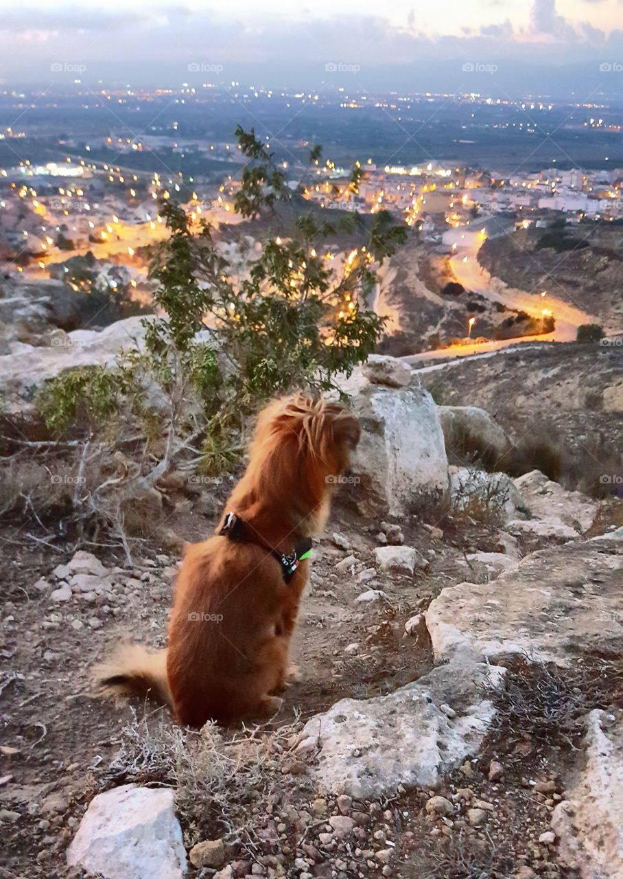 My dog looks at the view over Benijofar