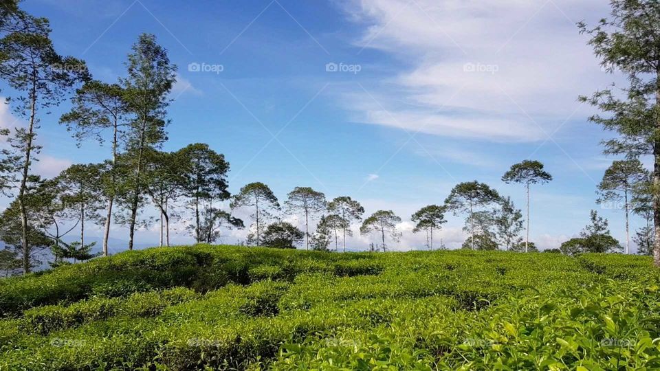 Nice openings within Blembem tea plantation with tall trees lining up in the background.