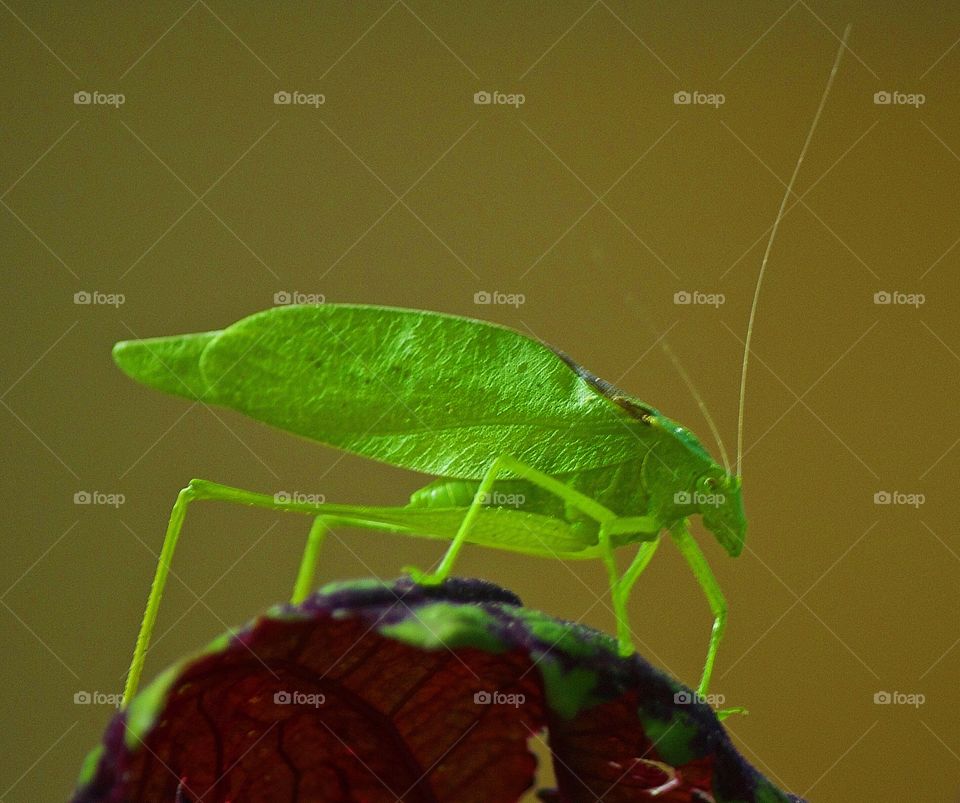 Green shield bug on leaf