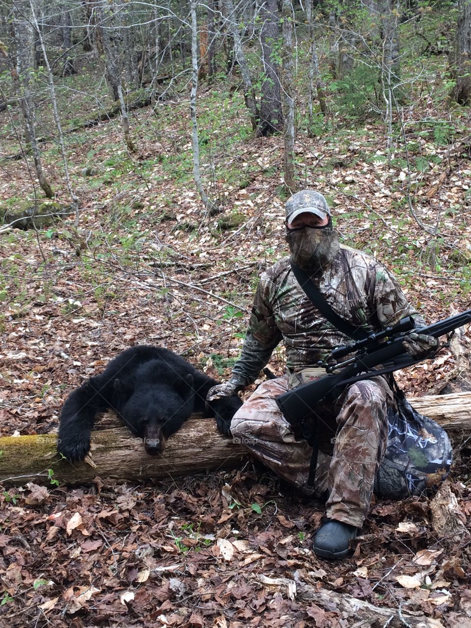 Bear hunting success, dry sow 200 lbs