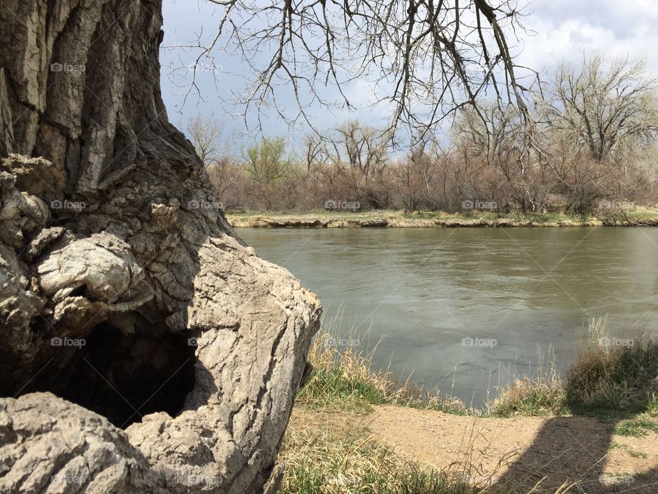 Gargoyle in a Tree. Found this old cottonwood tree and saw a face in it! 😊