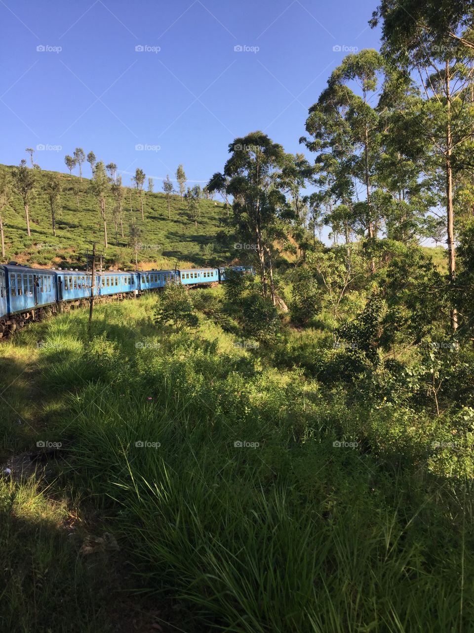 The famous Blue train! The Kandy to Ella train journey is considered one of the most beautiful in the world; passing breath taking mountain views and luscious green tea plantations. 