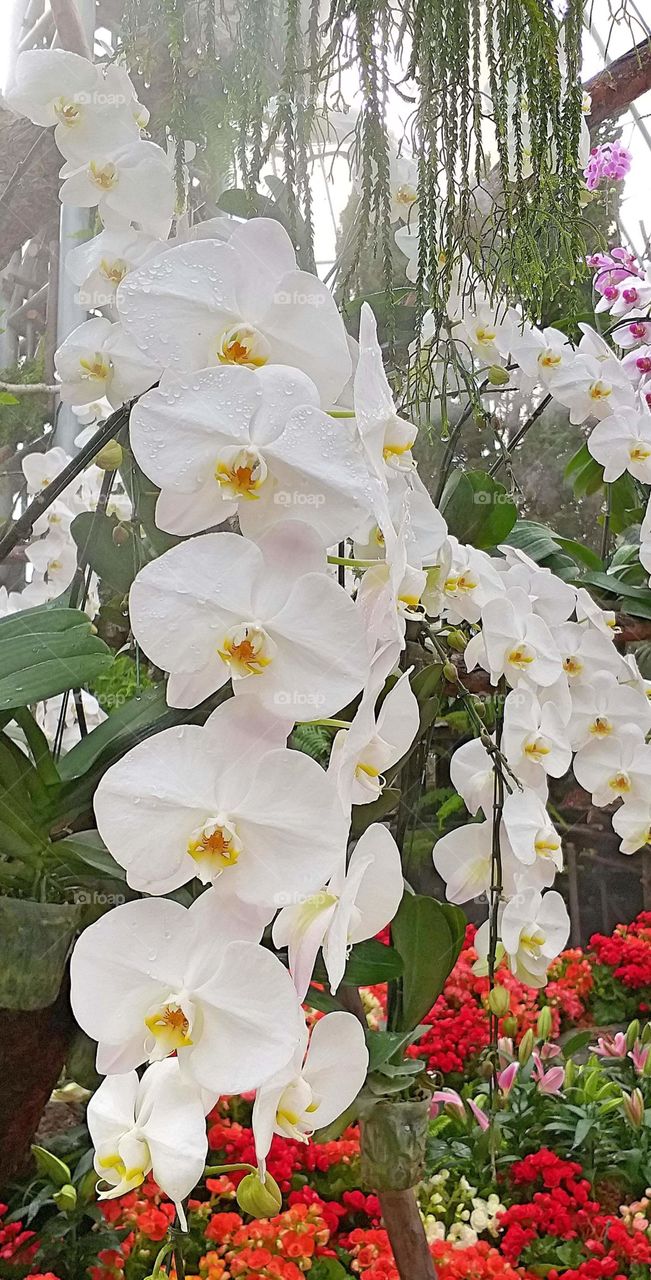 vanda orchid. orchid garden