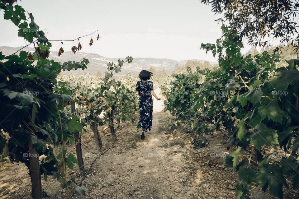 Running through the vineyards of Napa