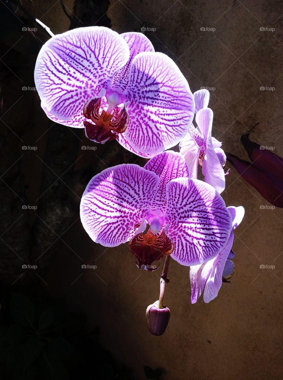 Orquídeas