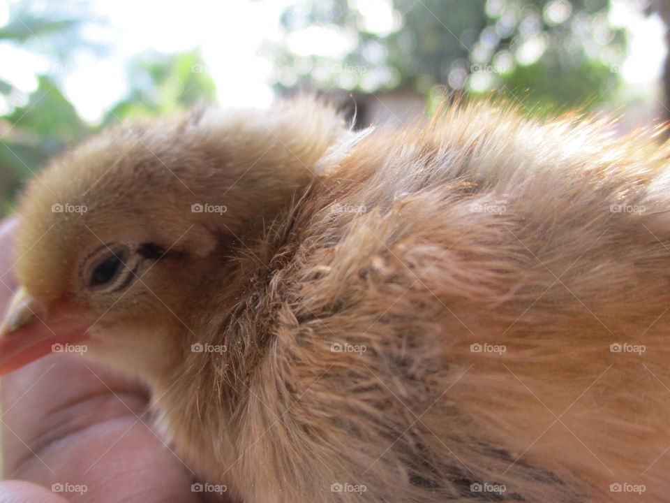 baby chicks