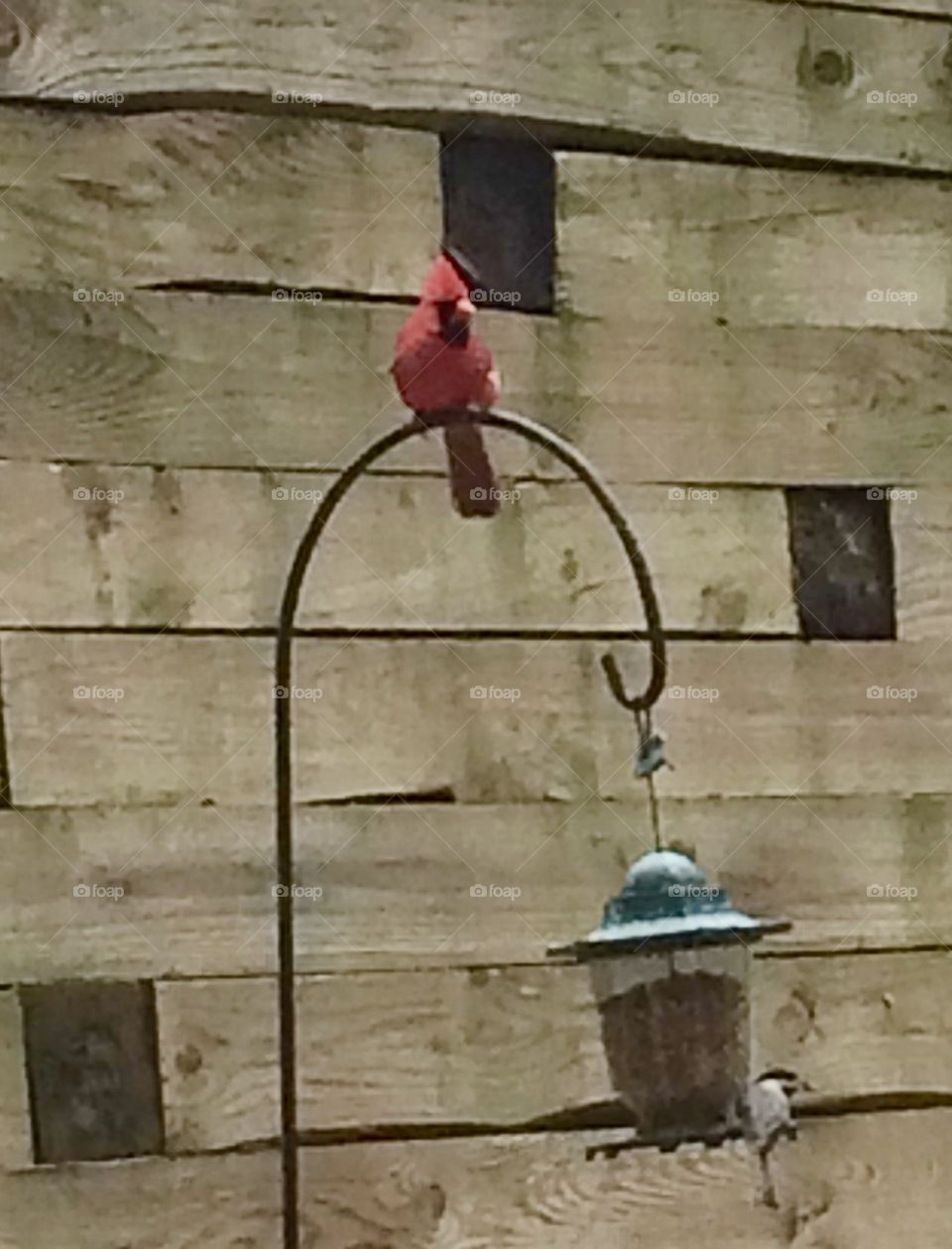 Red bird 