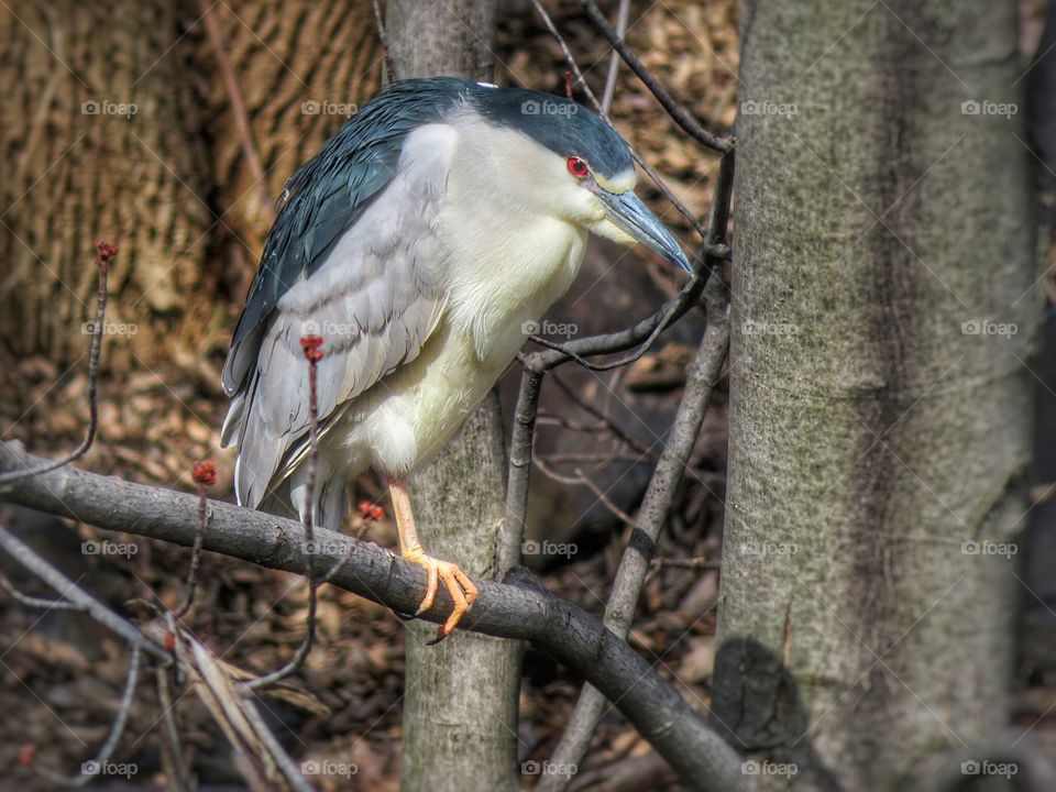 Spotted a  night heron today