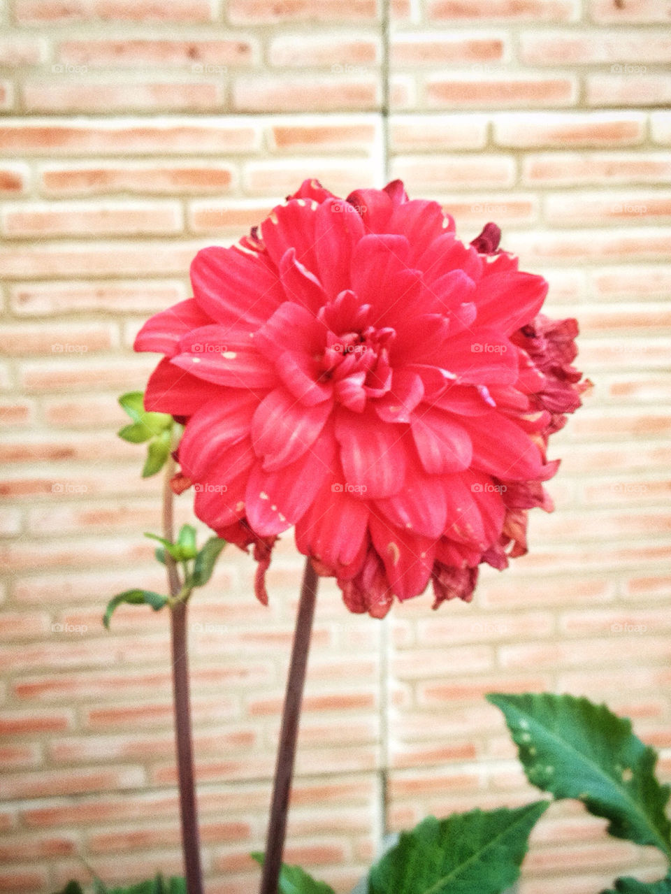 flower red flor rojo by dsc828