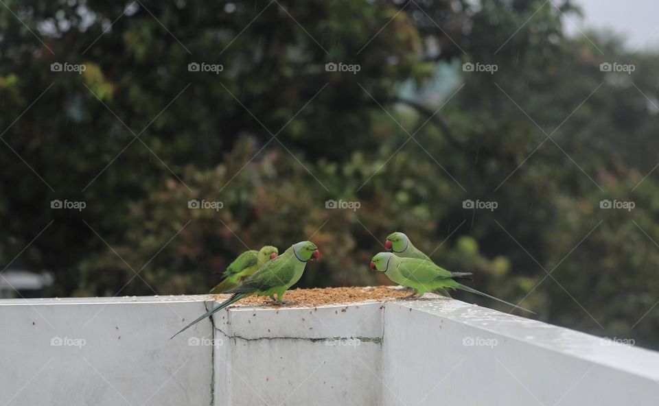 beautiful parrots