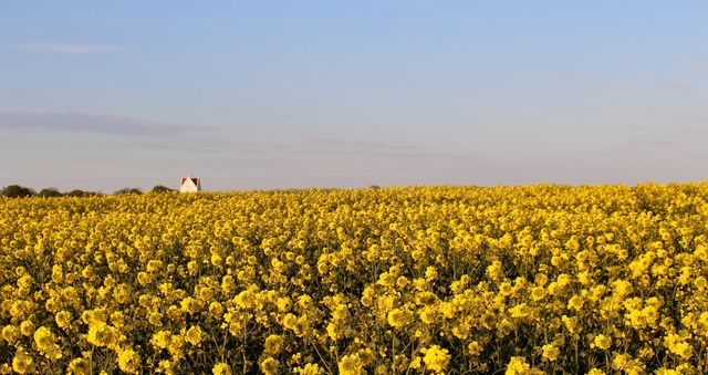 Skåne rape landscape.
