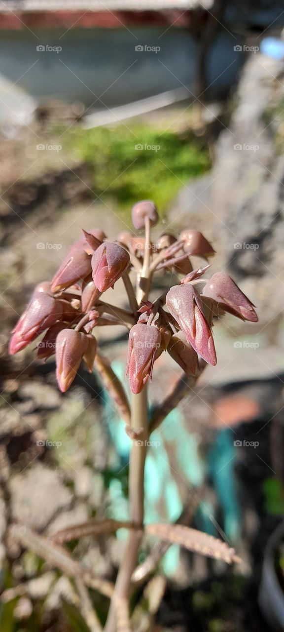 Kalanchoe fedtschenkoi plant