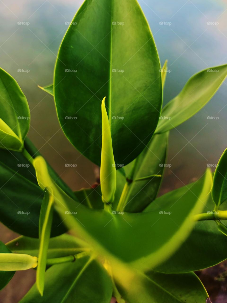 Close up of a young mangrove tree growing in a brackish water river
