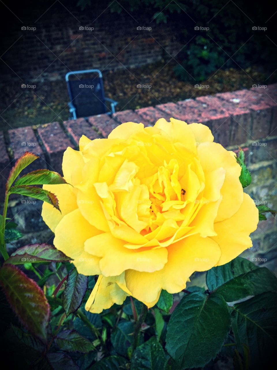 Yellow rose in the garden 