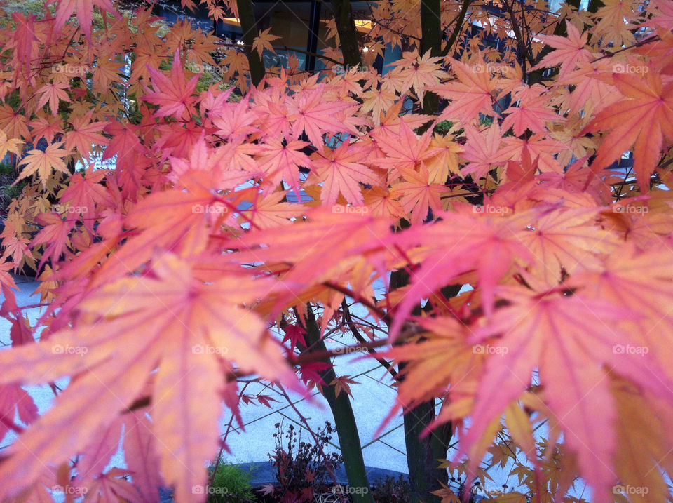 red tree leaves autumn by Nikita80