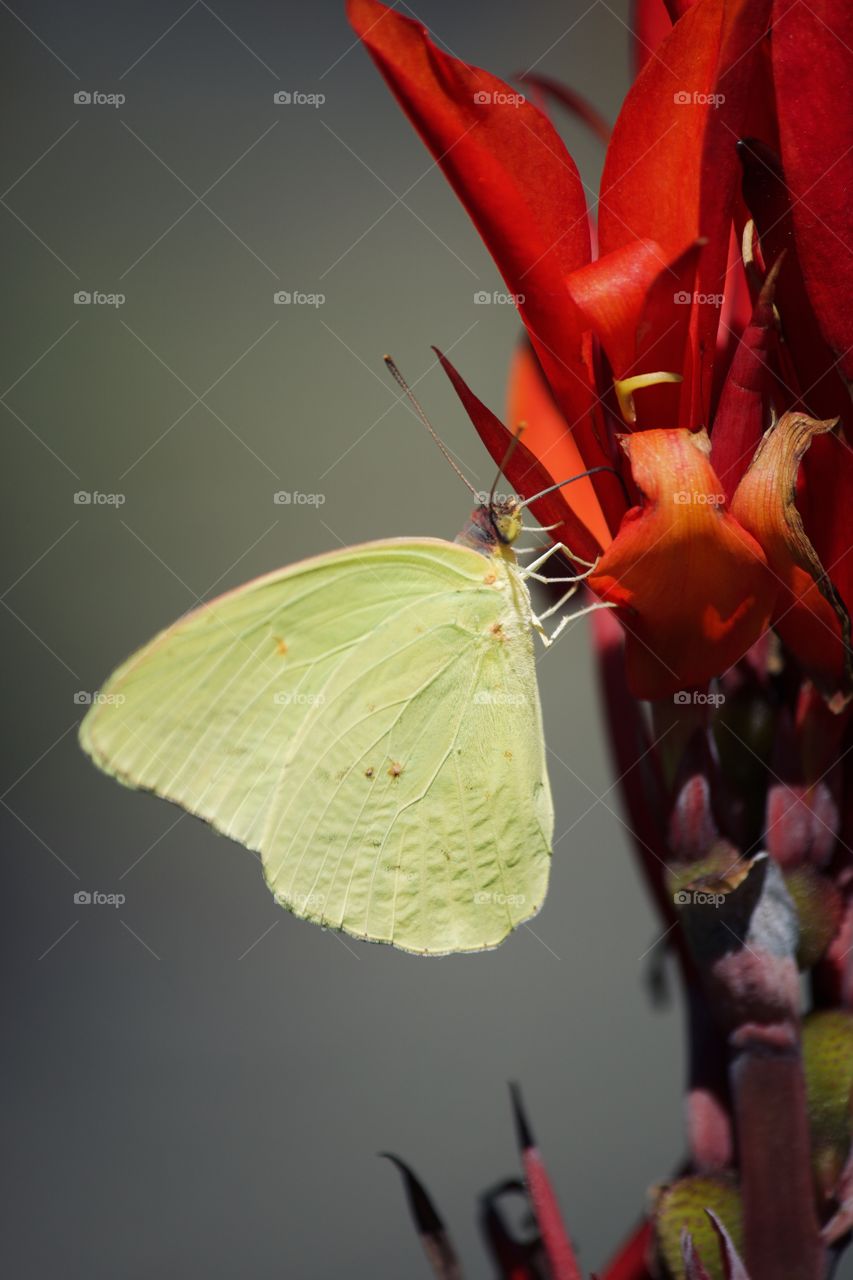 Yellow butterfly on red flower flower 