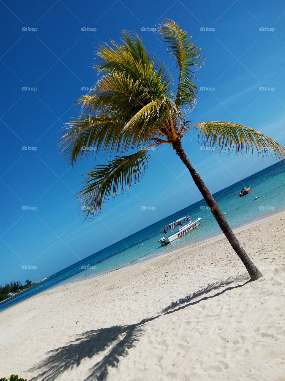 coconut tree on exotic beach