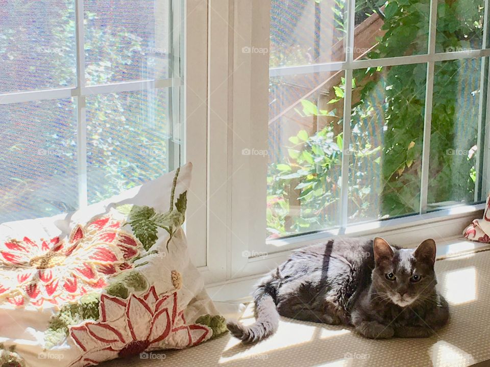 Enviously watching my cat enjoying a lazy summer afternoon on a window seat