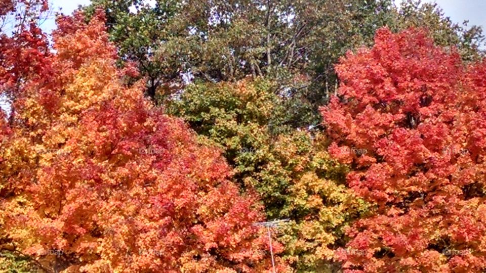 Vibrant Colors of Fall Foilage