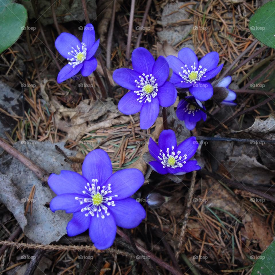 First flowers in forest after snow