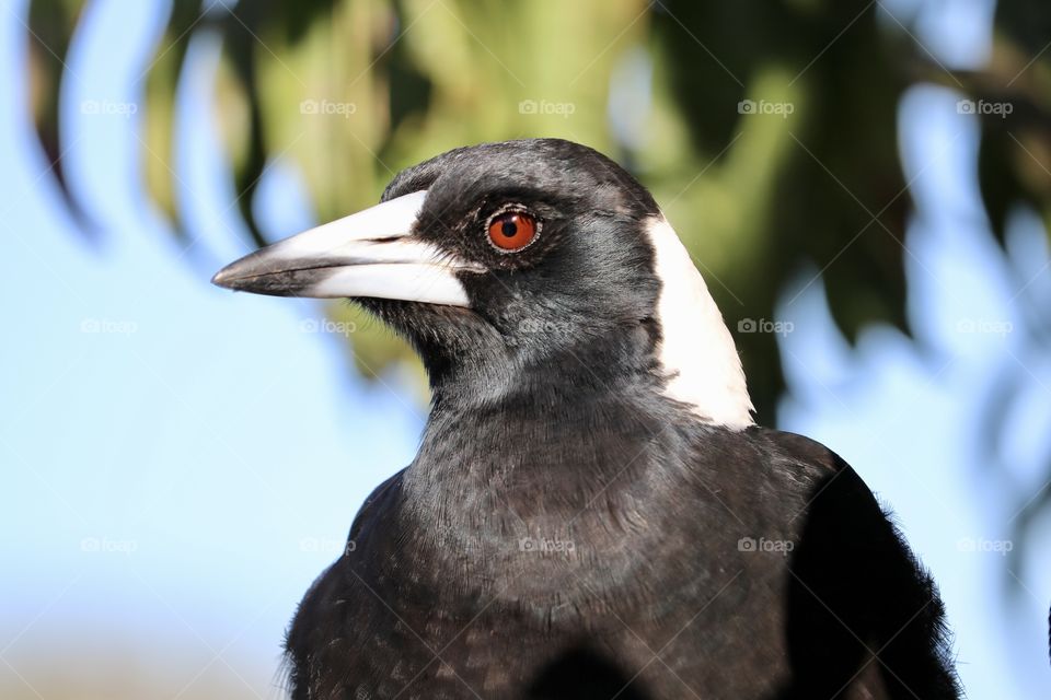 Side profile head and breast view, wild magpie with blurred nature background 