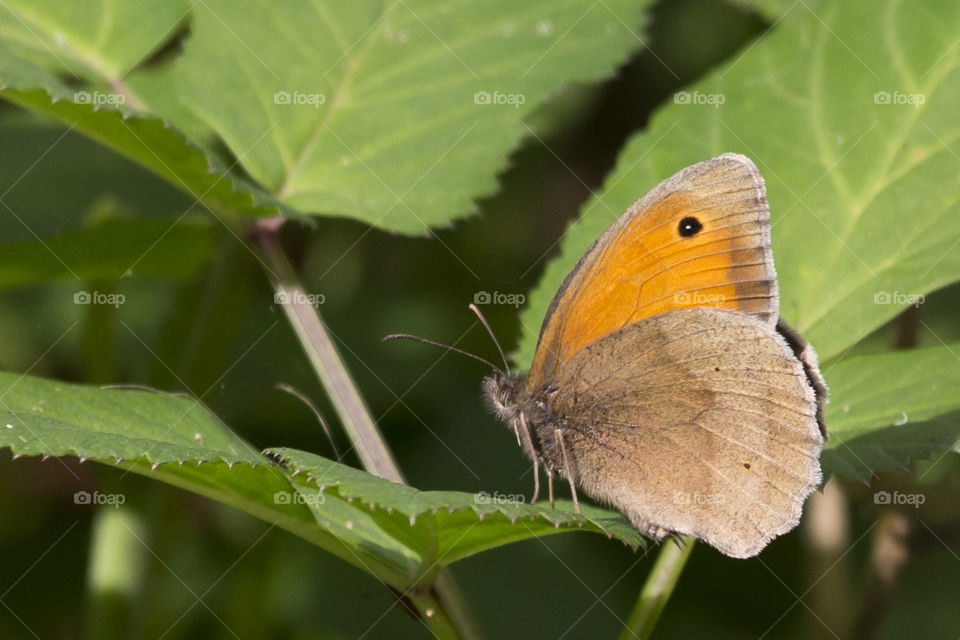 Butterfly standing on leaf 