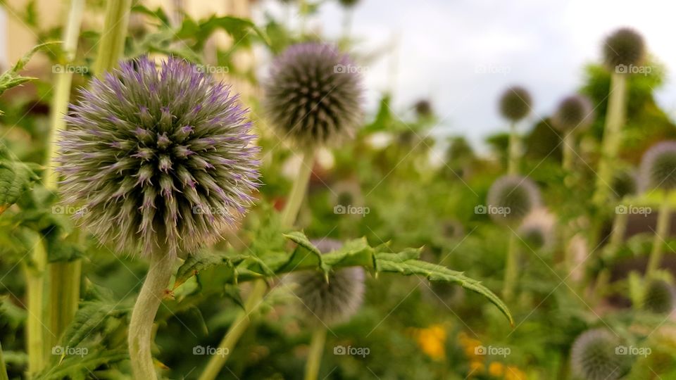 orange, blue, natural, wonderful, green, background, white, outdoor, closeup, beauty, yellow, plant, red, spring, macro, violet, close, life, pattern, colorful, light, design, pink, wild, sky, art, view, focus, decoration, space, purple, animal, wallpaper, drawing, meadow, tropical, butterfly, full, blossom, amazing