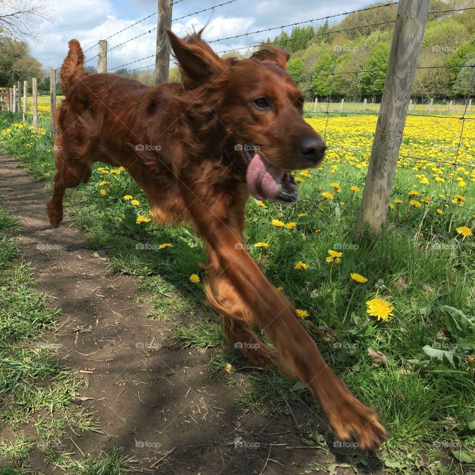 Quinn enjoying a fast run along the riverbank next to a field full of yellow dandelions in full flower 💛