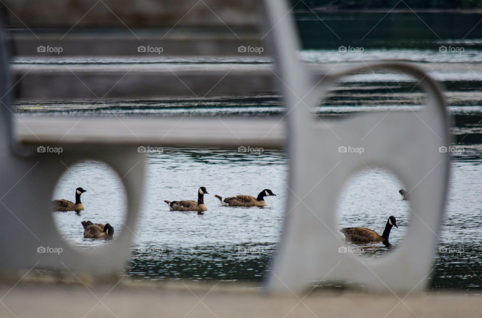 Five mallard ducks on the lake framed by the bench 